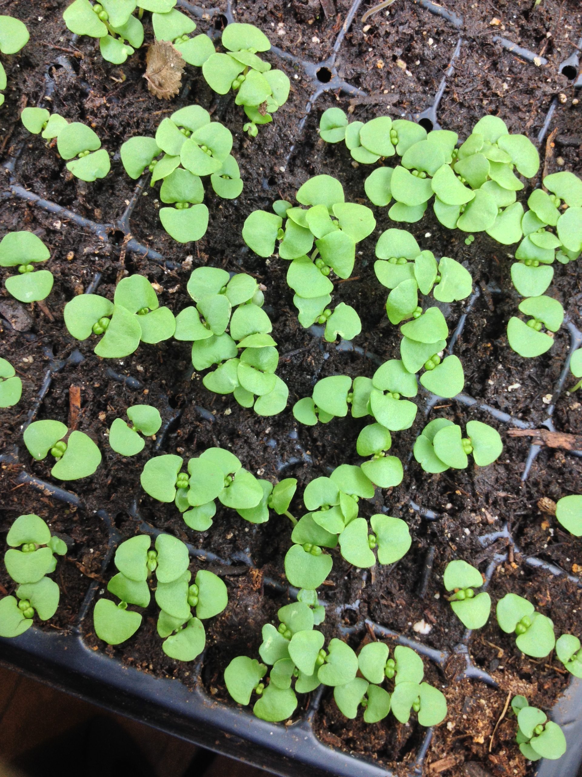 Starting Seeds - Land by Hand